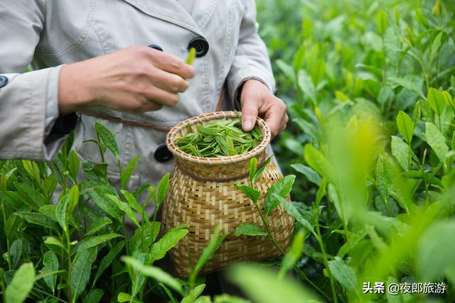 贵州大方：云山雾绕采夏茶