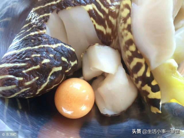 渔民海螺中发现大“龙珠”直径达2厘米，专家都直呼罕见价值20万