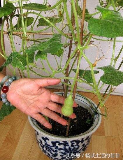 手捻葫芦盆栽怎么养？这几点必须得注意